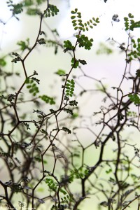 Mammas dvärgkowai, med det lite olyckliga vetenskapliga namnet Sophora prostrata.