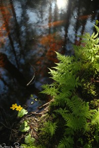 Kabbleka (Caltha palustris) och hultbräken (Phegopteris connectilis). Hultbräken är en favorit från påbyggnadskursen i floristik.