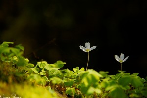 Harsyra (Oxalis acetocella)