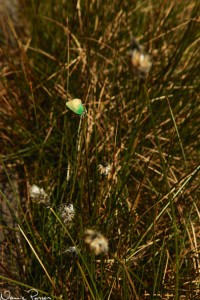 Insekter är ju inte min grej, men jag skulle gissa på grönsnabbvinge (Callophrys rubi).
