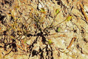 Gröna sandjägare (Cicindela campestris) flög överallt där det var mycket sol.