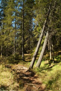 Här gick stigen över en rotvälta!