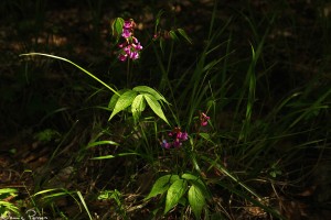 Vårärt (Lathyrus vernus).