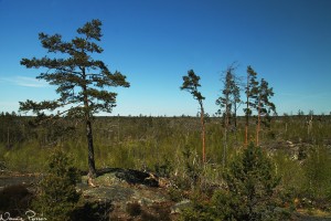 Andra etappen i brandområdet. Där var mycket björk, tallar på 1,5 meter och björnmossa (Polytrichum sp.) i massor.