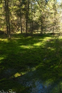 Vitmossa (Sphagnum sp.) i  massor.