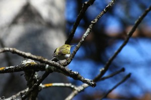 Grönsångare (Phylloscopus sibilatrix).