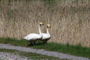 Sångsvanar (Cygnus cygnus).