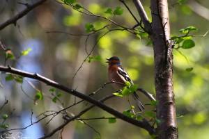 Bofink (Fringilla coelebs).