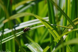 Skalbaggarna var många i säven (Scirpus sylvaticus).