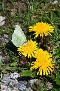 Citronfjäril (Gonepteryx rhamni) gillar maskrosor (Taraxacum ruderalia).