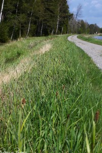 Mycket av vad som skylten informerade om var vippstarr (Carex paniculata).