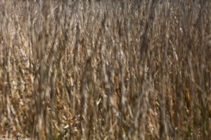 Såhär illamående blev man när man riktade kikaren rakt in i vassen (Phragmites australis) för att försöka få syn på vad det var som sjöng.