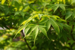 Åkte äntligen till Uppsala med Marion. Besökte botaniska trädgården och hade grillkväll med de andra i Uppsalagänget från växt- och mikrobkursen.