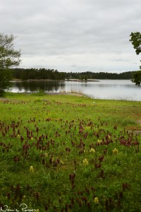 Ängsö nationalpark med Annelie. På bilden alla Adam och Eva som ön mest är känd för.