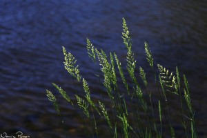 Lina var här och vi gick en sväng på Djurgården. Fikade i Rosendahls trädgård och tjuvlyssnade på summerburst. Gräset heter rörflen (Phalaris arundinacea).