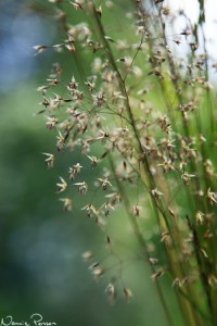 Kruståtel (Deschampsia flexuosa).