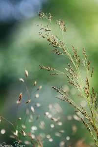 Ven (Agrostis sp).