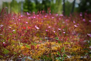 Stinknäva (Geranium robertianum).