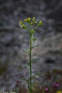 Korsört (Senecio vulgaris).