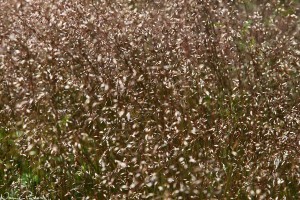 Kruståtel (Deschampsia flexuosa).