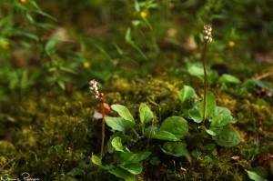 Nytt kryss i floran för mig! Klockpyrola (Pyrola media).