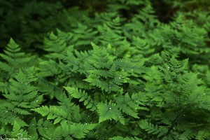 Ekbräken (Gymnocarpium dryopteris).