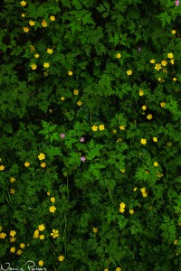 Stinknäva och revsmörblomma (Ranunculus repens).