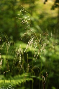 Tuvtåtel (Deschampsia cespitosa).