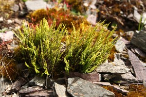 Svartbräken (Asplenium trichomanes).