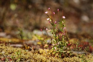 Bergdunört (Epilobium montanum).