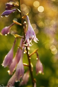 Hosta.