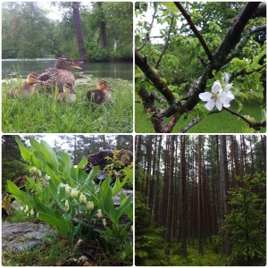 Drottningholm och Ekebyhov med Annelie i regnet.