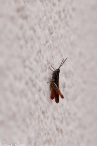 Gräshoppa på husvägg.