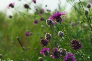 Väddklint (Centaurea scabiosa).