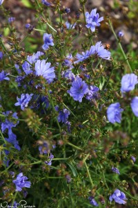 På väg ut på piren finns många fina blommor. Här cikoria (Cichorium intybus).