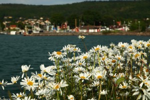 Prästkrage (Leucanthemum vulgare).
