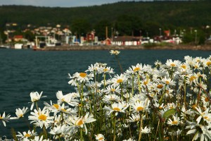 Prästkrage (Leucanthemum vulgare).