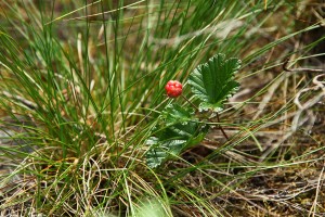 Hjortron (rubus chamaemorus).