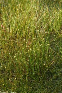 Vitag (Rhyncospora alba).