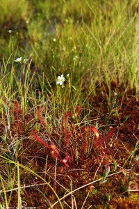 Storsileshår (Drosera anglica).