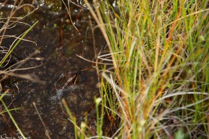 Vanlig groda (Rana temporaria).