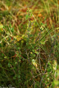 Dvärgbjörk (Betula nana).