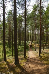 Genom mossen gick en bred slinga tallskog, vilken man följde sista biten till Lövö. Mamma i bild. 