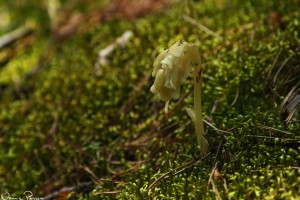 Tallört (Monotropa hypopitys).