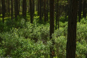 Pors (Myrica gale). Kan ni känna doften?