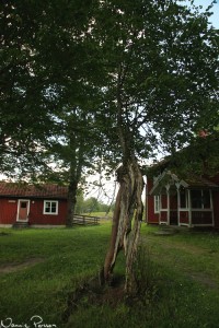 Förbryllande lind vid Lövö.