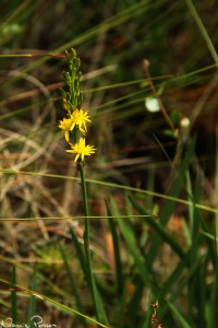 Myrlilja (Narthecium ossifragum).