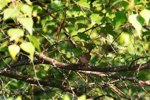 En ung husgärdsmyg (house wren, Troglodytes aedon).