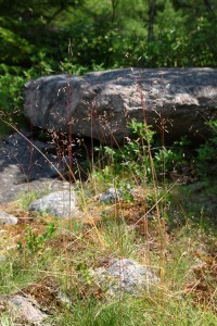 Kruståtel (Wavy Hair-grass, Deschampsia flexuosa). Kändes som hemma.