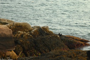 Öronskarv (Double-crested cormorant, Phalacororax auritus).